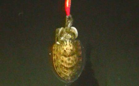 ダイソーエギ最強！コウイカ、タコ